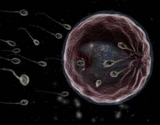 Slider image (6) Embryos | IVF Fertility Mexico